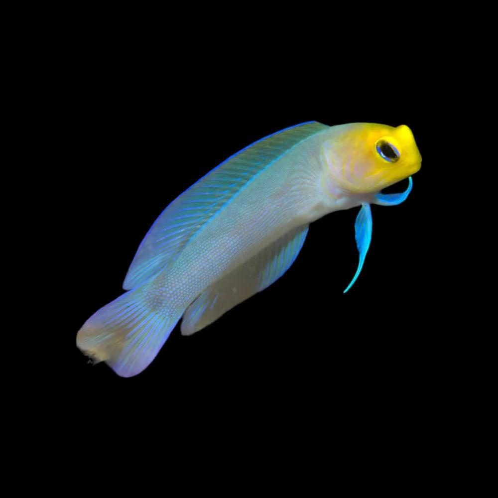 Pearly Jawfish