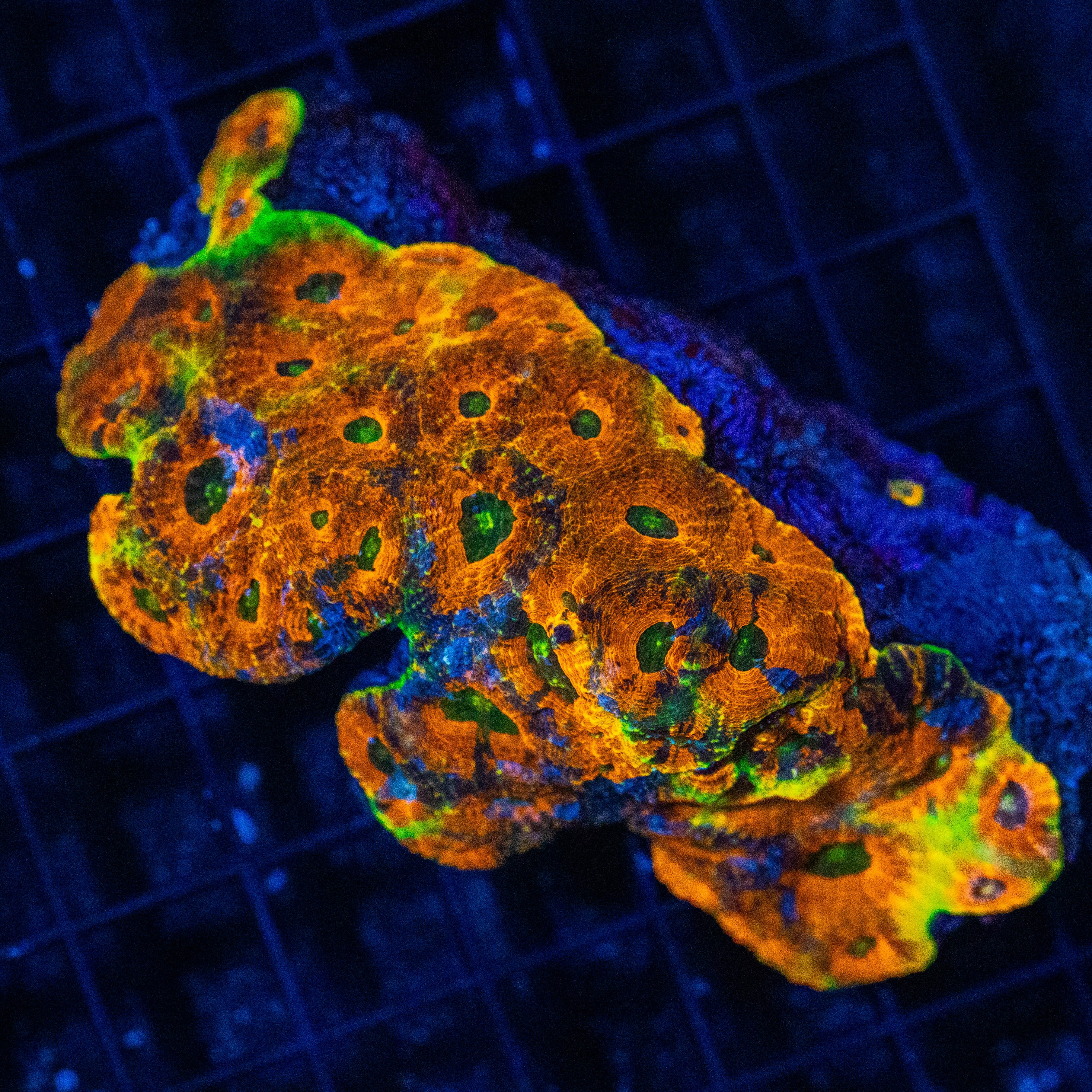 Acan Echinata 2B - WYSIWYG Reef Lounge Norco 