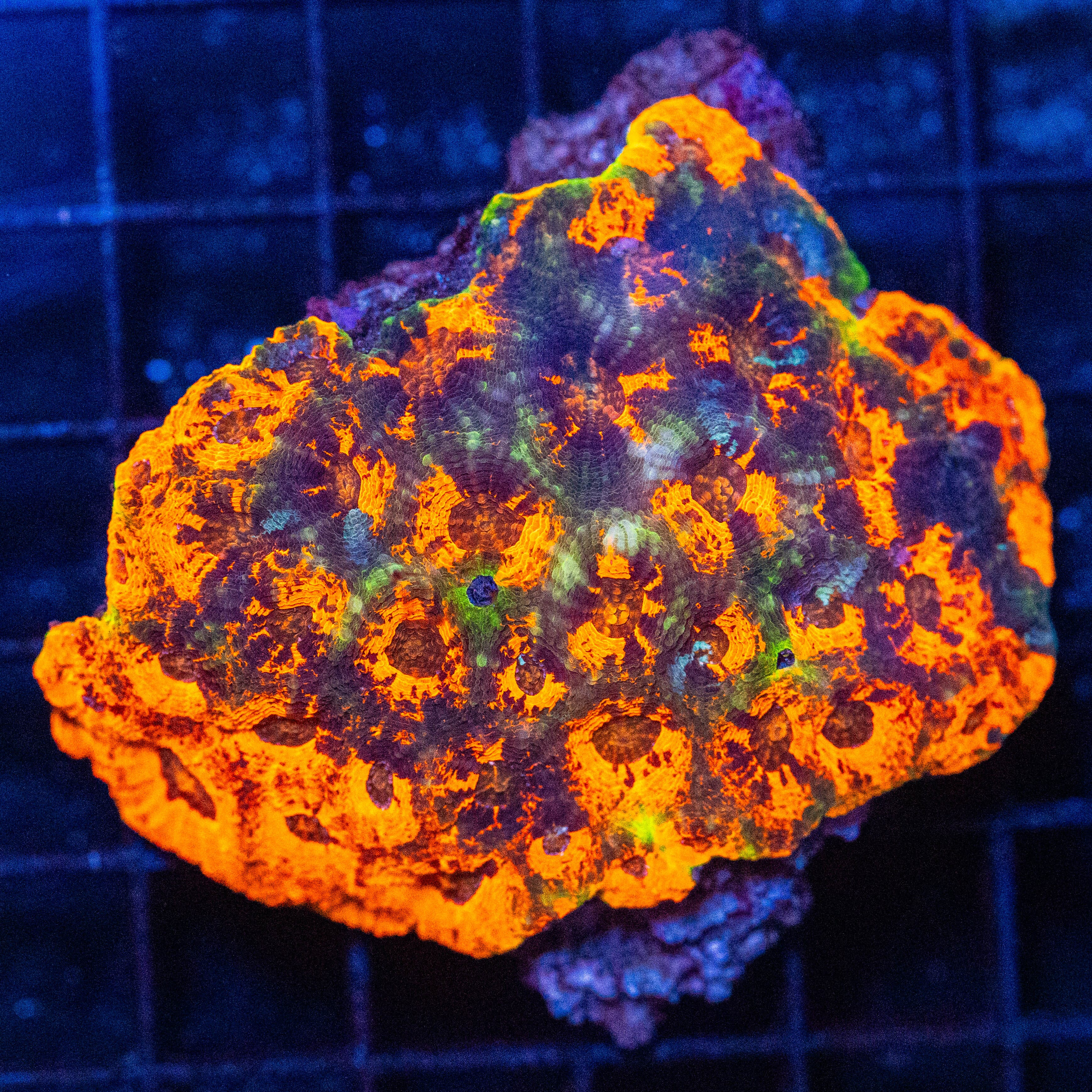 Acan Echinata Colony 1B - WYSIWYG Reef Lounge Norco 