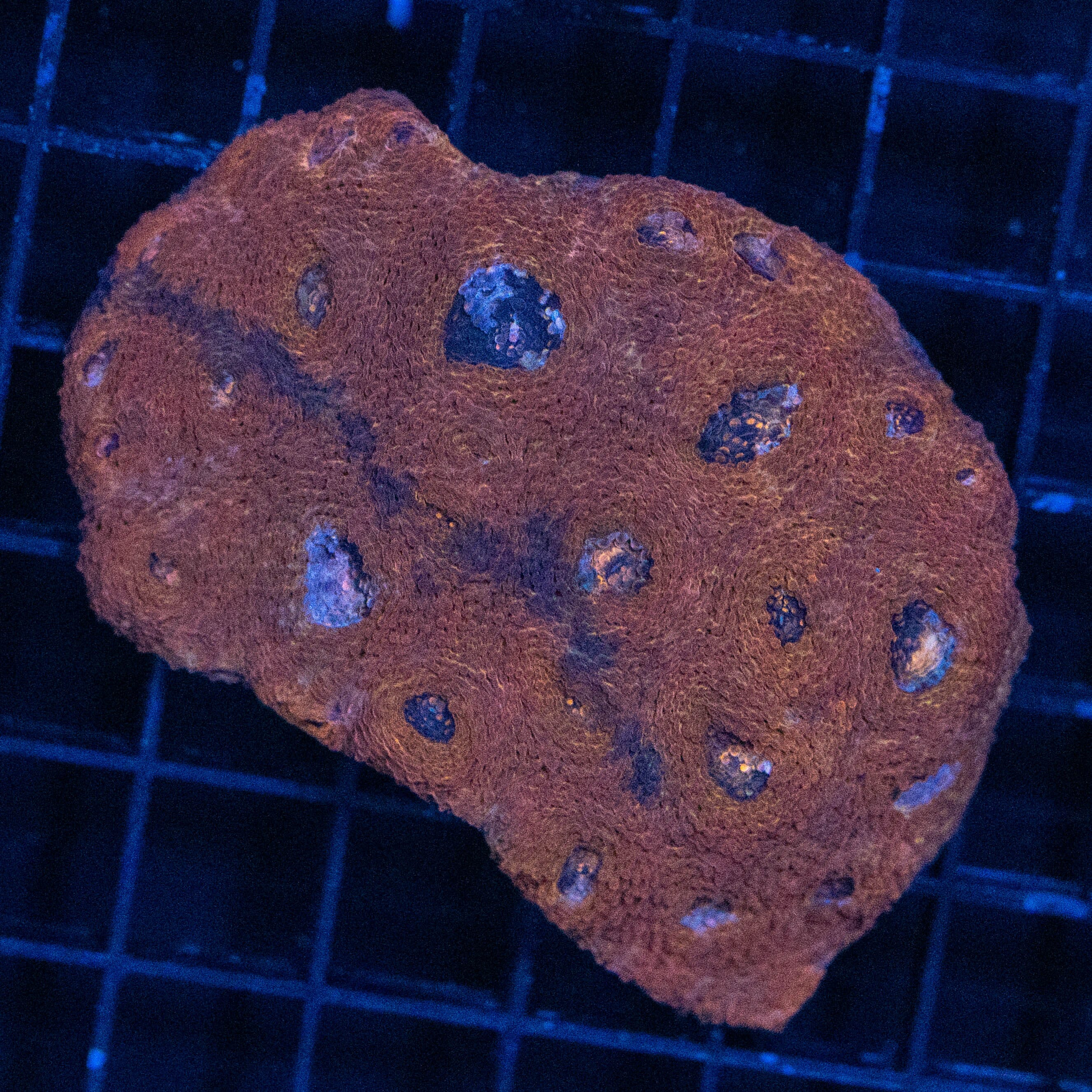 Acan Echinata Colony 2A - WYSIWYG Reef Lounge Norco 