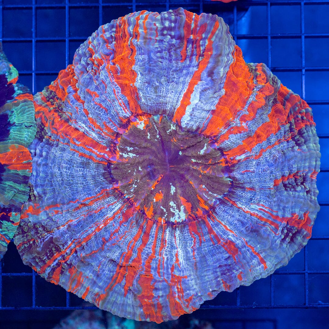 Acanthophyllia 1B - WYSIWYG Reef Lounge Coral 