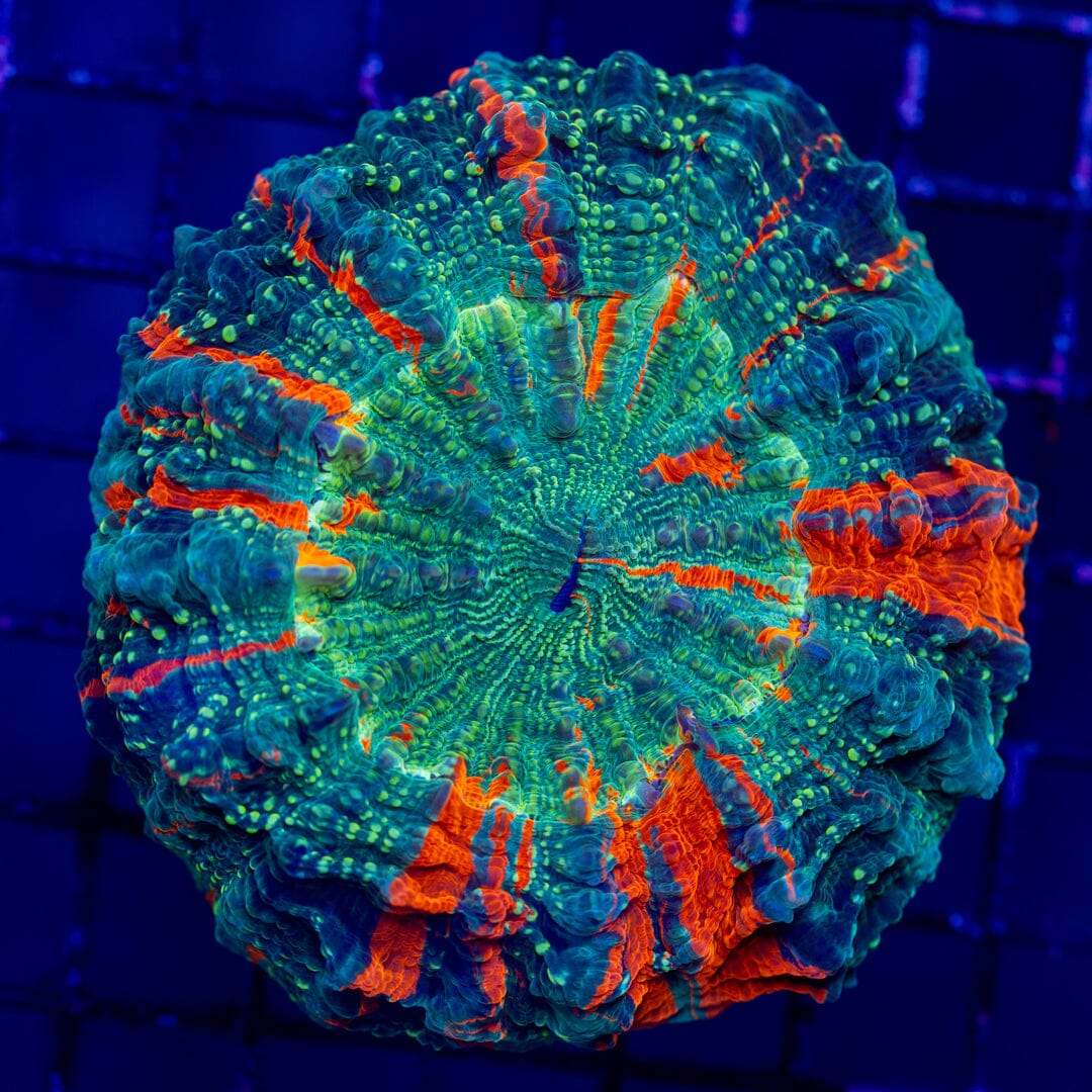 Acanthophyllia 2C - WYSIWYG Colony Reef Lounge Norco 