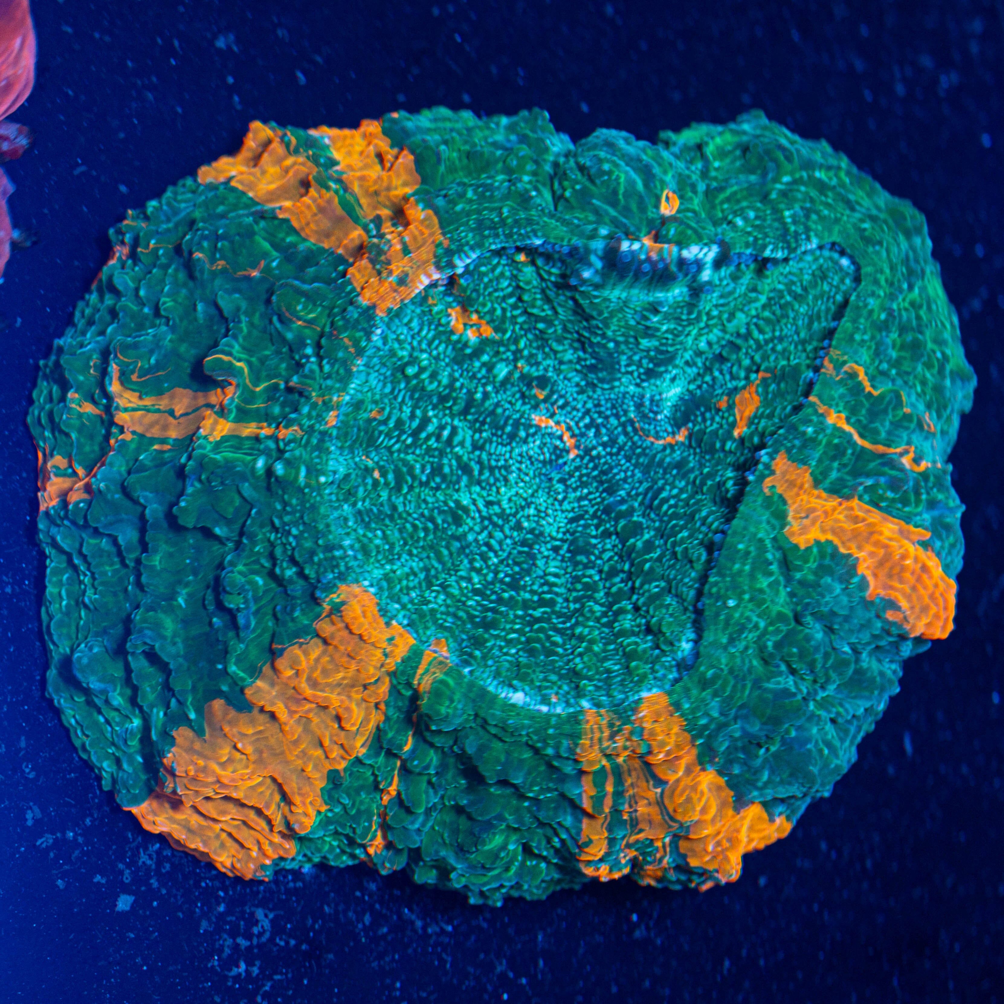 Acanthophyllia 3A - WYSIWYG Reef Lounge Coral 
