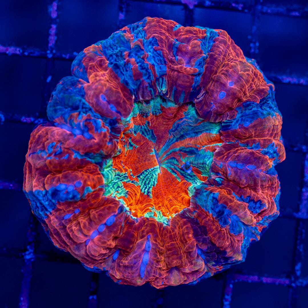 Acanthophyllia 3C - WYSIWYG Colony Reef Lounge Norco 