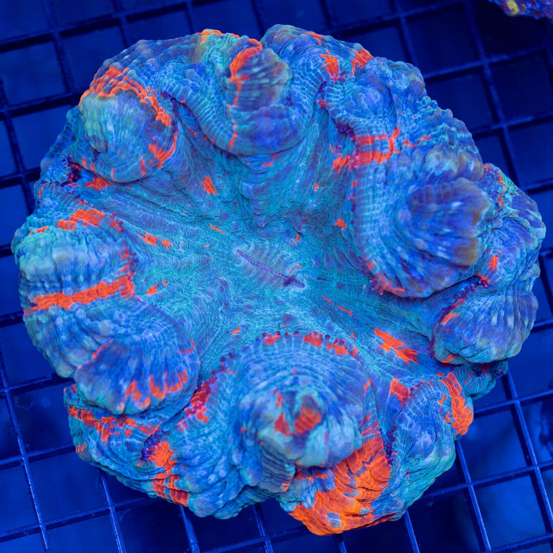 Acanthophyllia 5B - WYSIWYG Reef Lounge Coral 