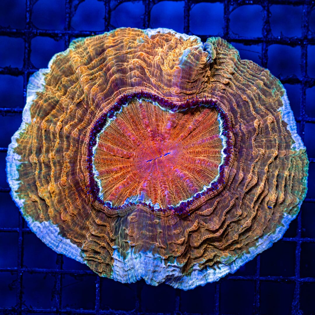 Acanthophyllia Donut 3E - WYSIWYG main image 0