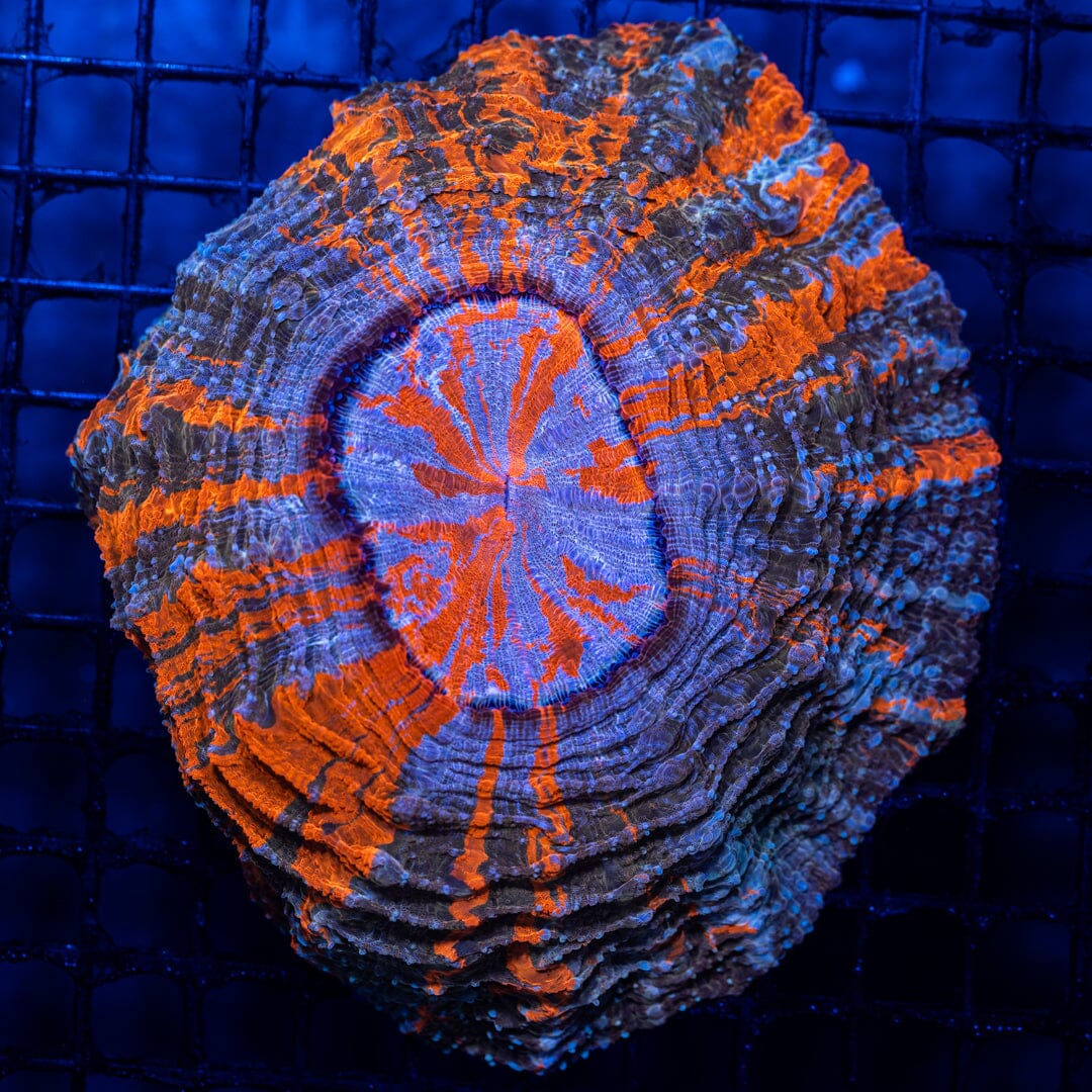 Acanthophyllia Donut 1E - WYSIWYG main image 0