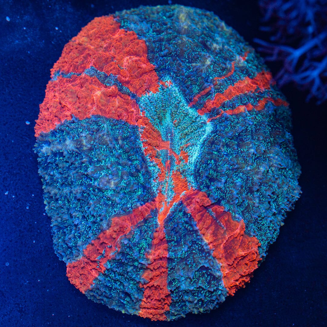 Acanthophyllia Donut 1E - WYSIWYG Reef Lounge Coral 