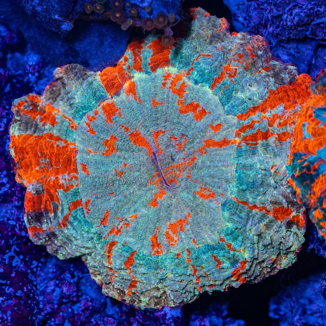 Acanthophyllia Donut 3E - WYSIWYG Reef Lounge Coral 