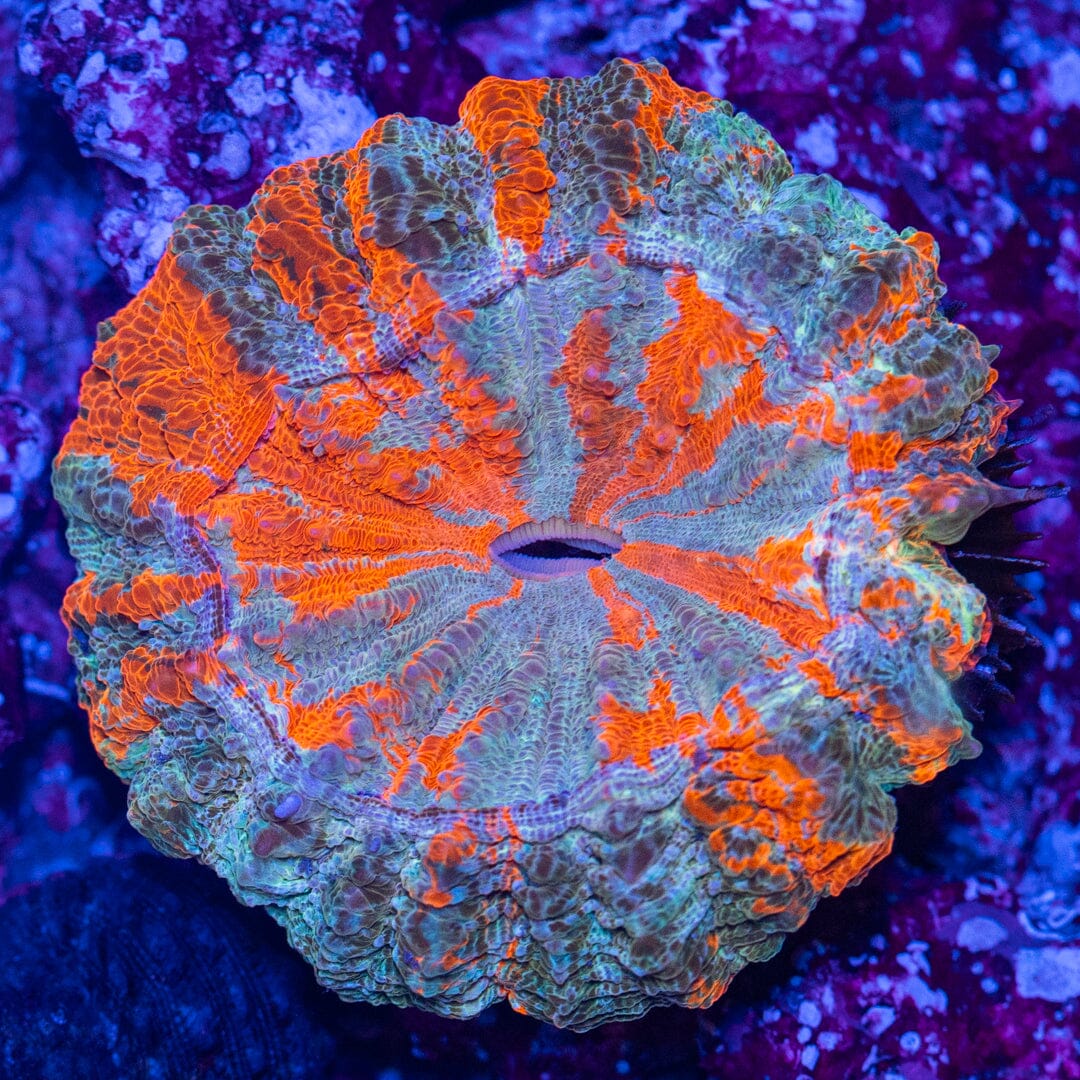 Acanthophyllia Donut 4E - WYSIWYG Reef Lounge Coral 