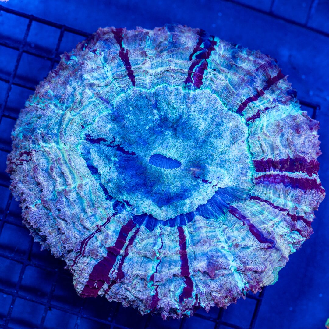 Acanthophyllia Donut Coral 1A - WYSIWYG Reef Lounge Coral 