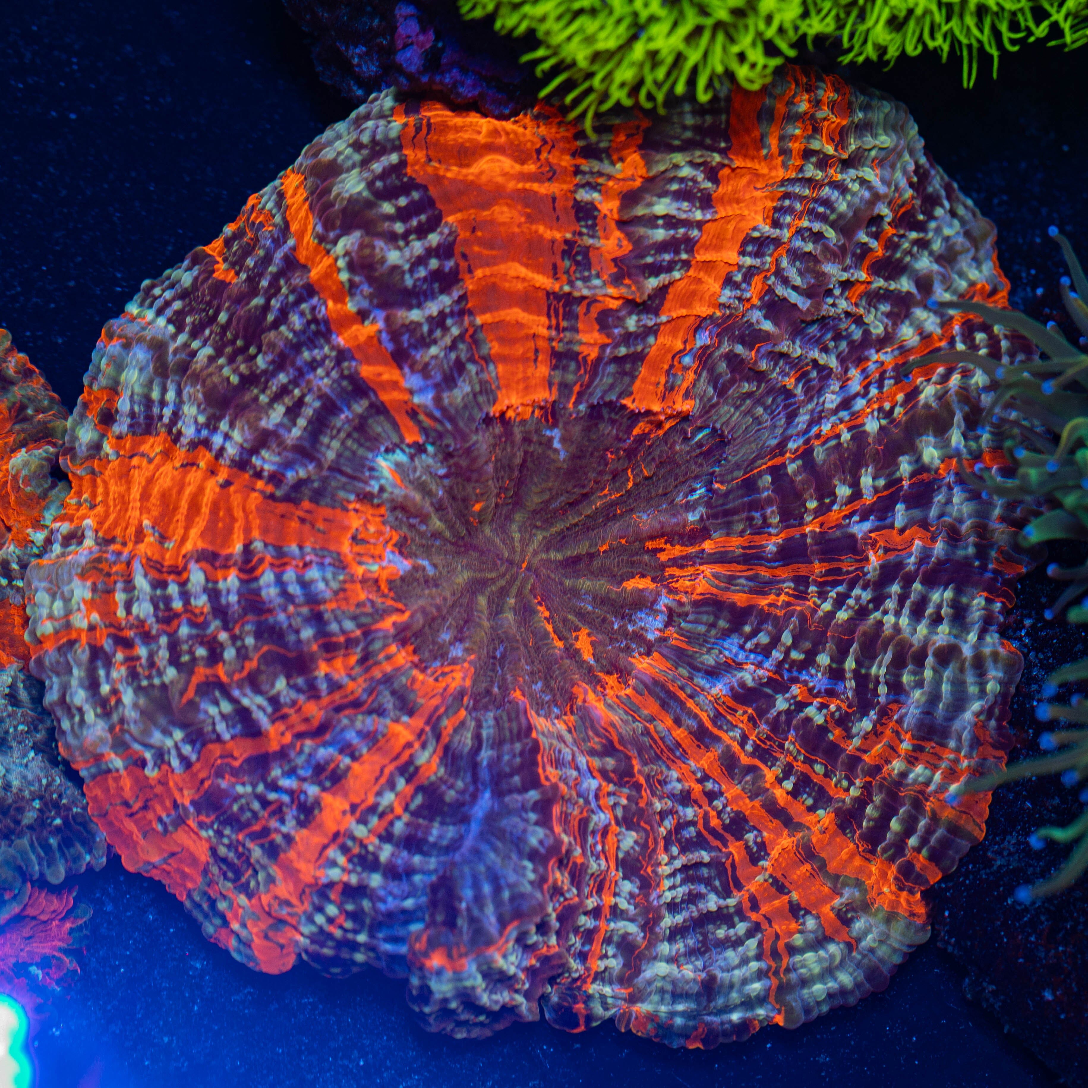 Acanthophyllia Donut Coral 2B - WYSIWYG Reef Lounge Norco 