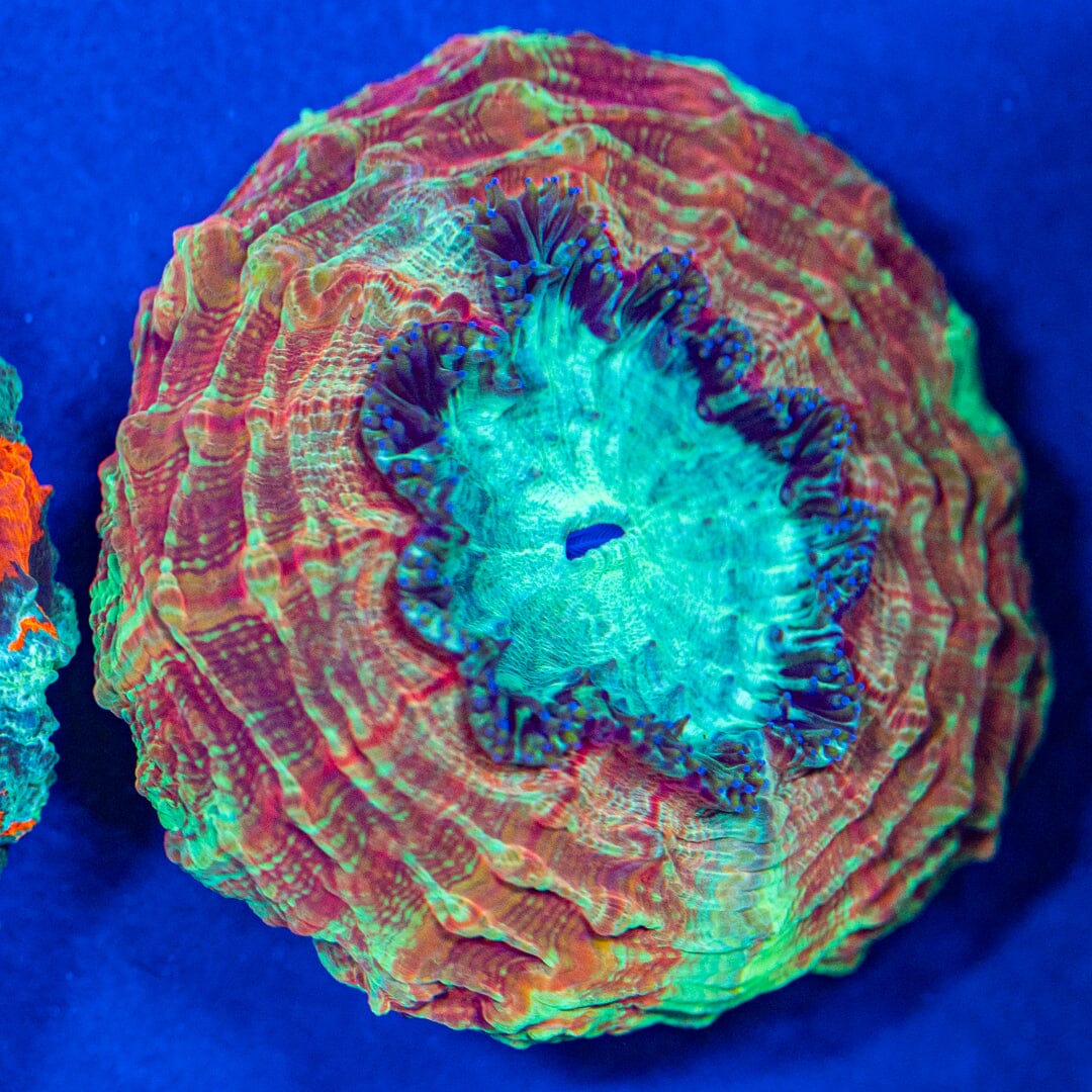 Acanthophyllia Donut Coral 4A - WYSIWYG Reef Lounge Coral 