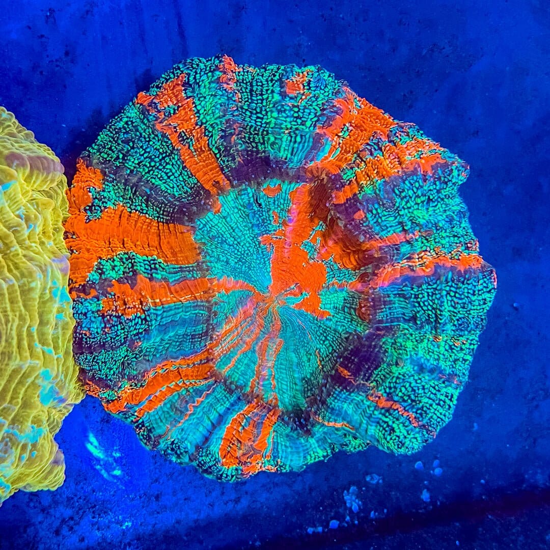 Acanthophyllia - Green Glitter w/ Orange Stripes (WYSIWYG) Reef Lounge Coral 