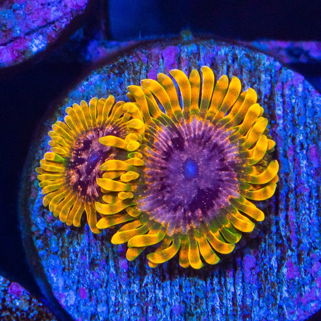 Acid Reflux Zoanthids Soft Coral Reef Lounge USA 