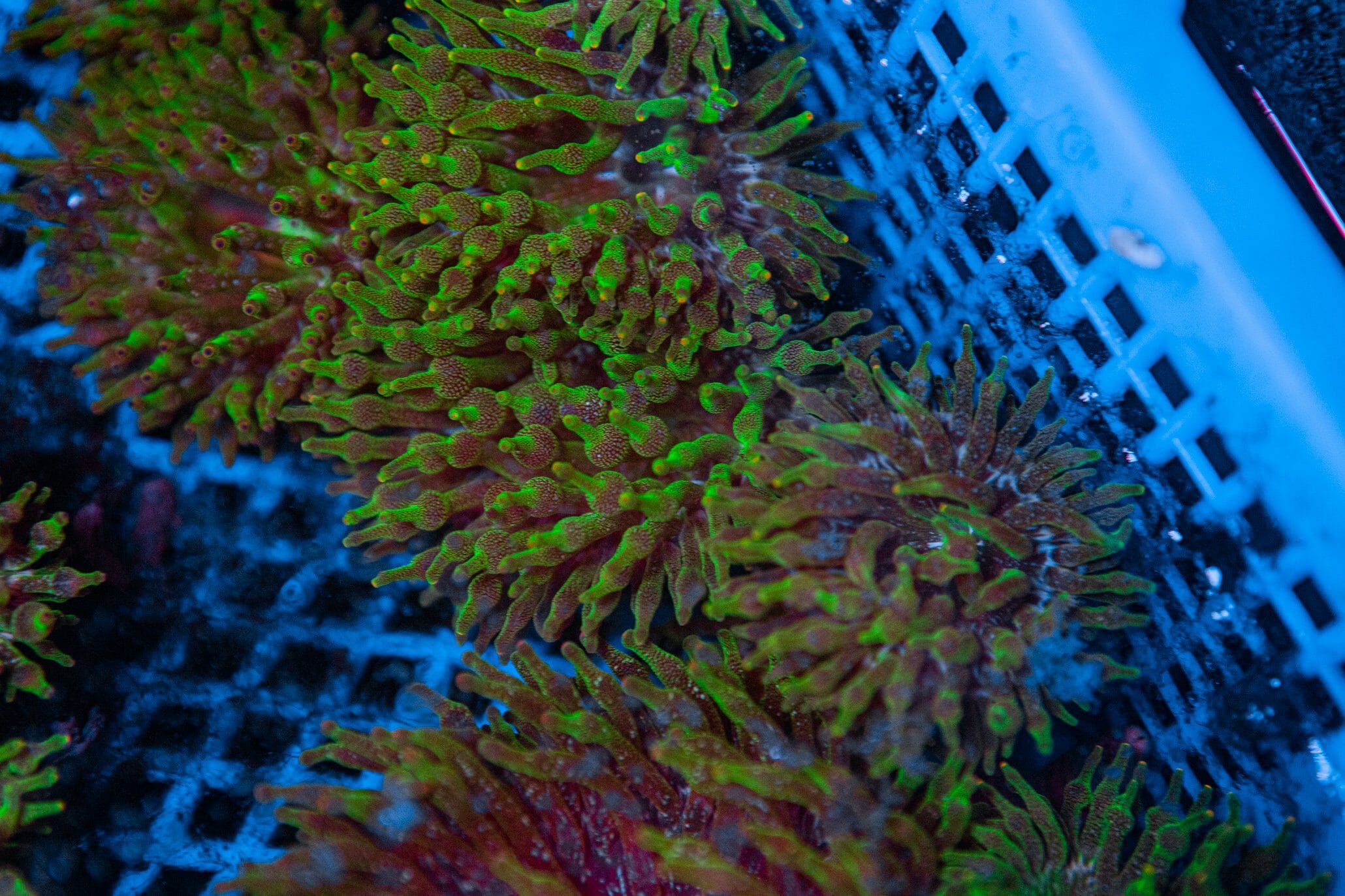 Acid Wash Bubble Tip Anemone Anemone Reef Lounge USA 