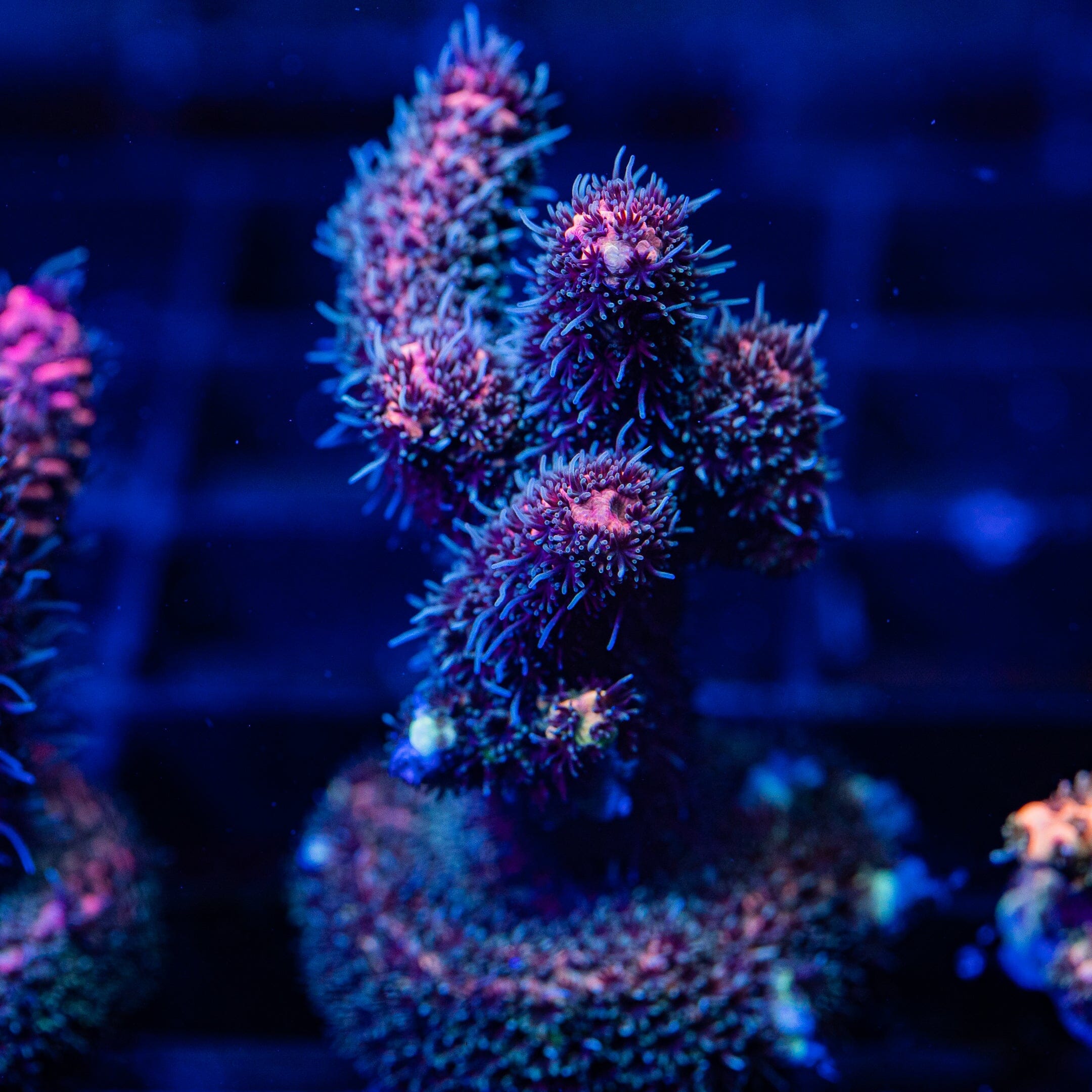 Acropora Frag 10A - WYSIWYG Reef Lounge Coral 