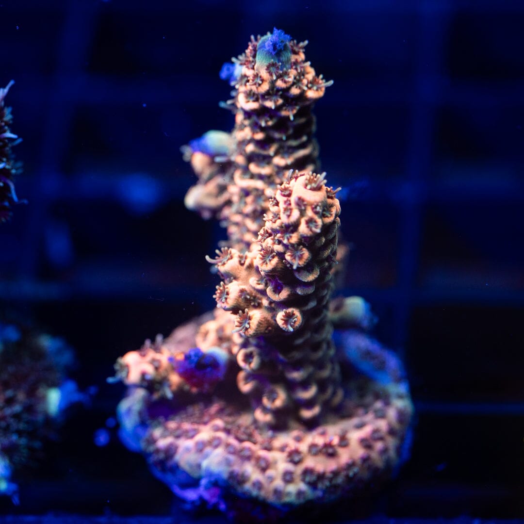 Acropora Frag 11A - WYSIWYG Reef Lounge Coral 