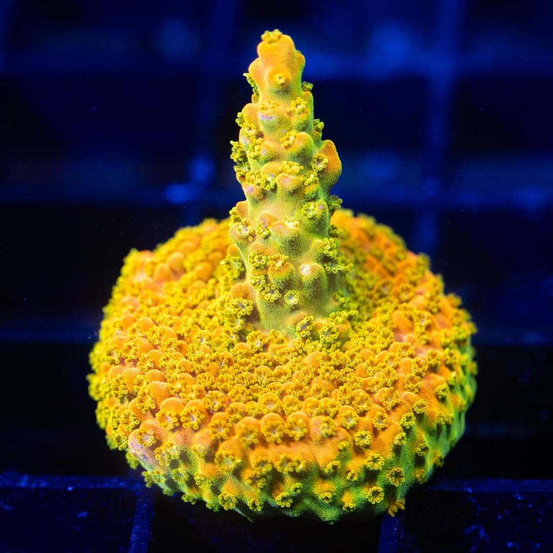 Acropora Frag 12A - WYSIWYG Reef Lounge Coral 