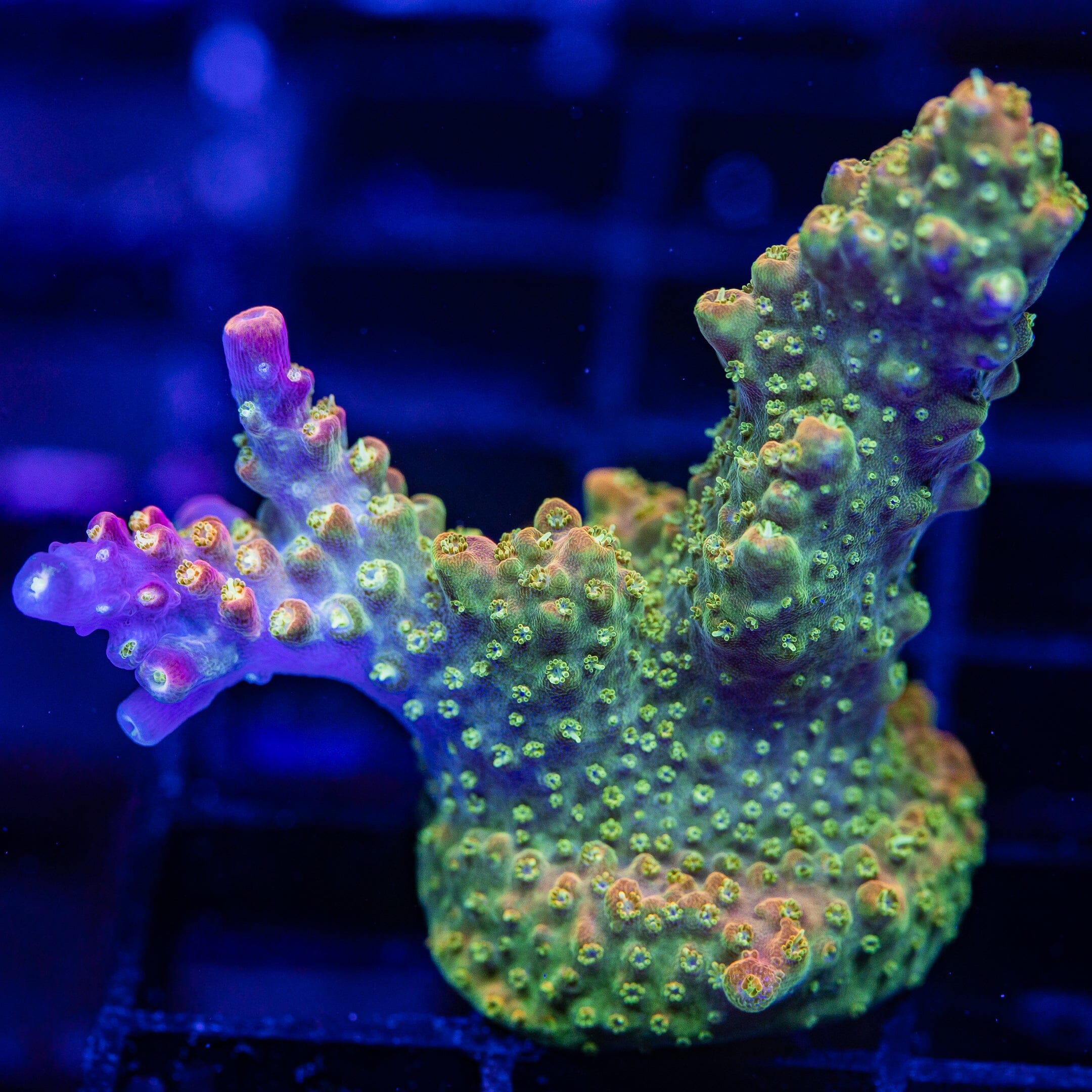 Acropora Frag 1A - WYSIWYG Reef Lounge Coral 