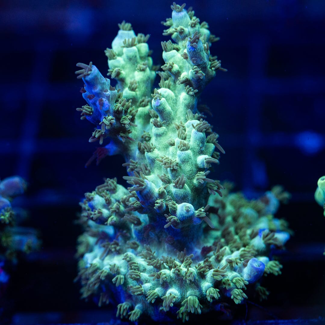 Acropora Frag 23A - WYSIWYG Reef Lounge Coral 