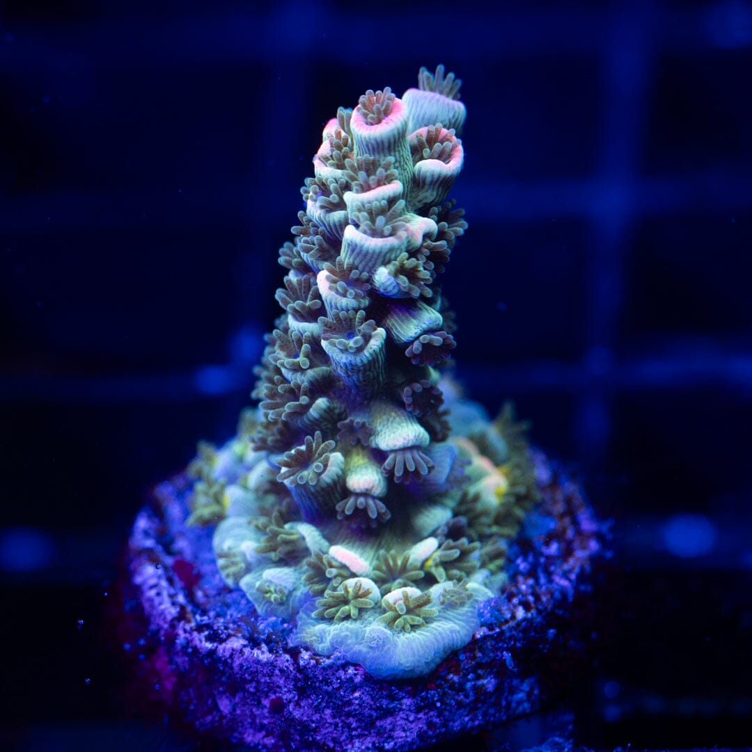 Acropora Frag 28A - WYSIWYG Reef Lounge Coral 