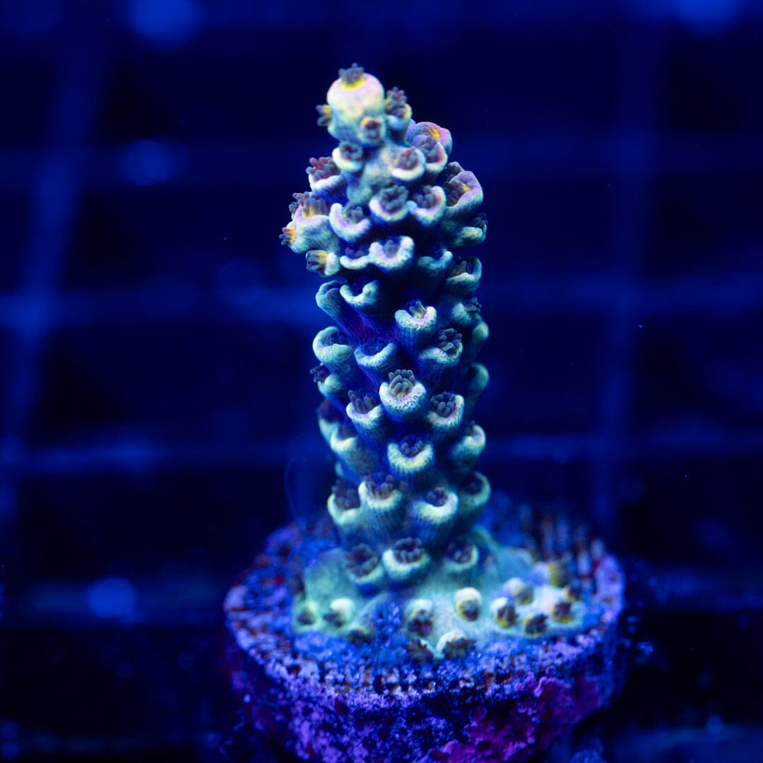 Acropora Frag 29A - WYSIWYG Reef Lounge Coral 