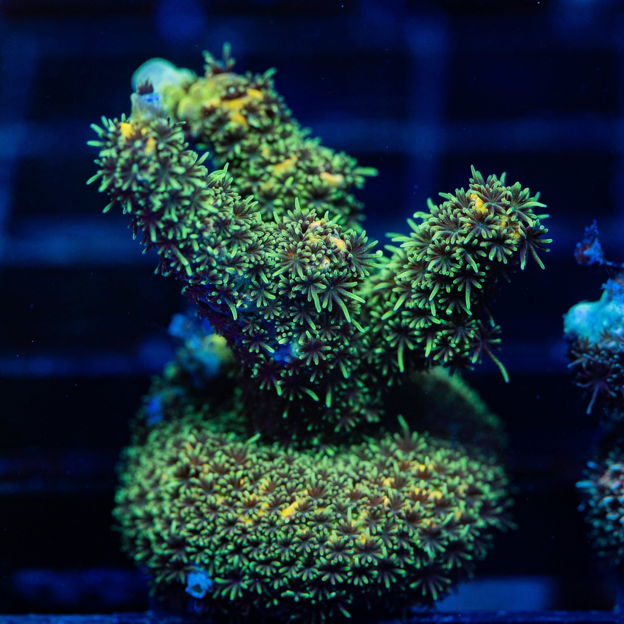 Acropora Frag 2A - WYSIWYG Reef Lounge Coral 