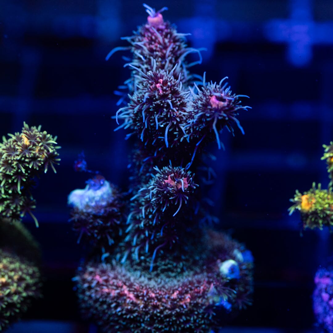 Acropora Frag 3A - WYSIWYG Reef Lounge Coral 