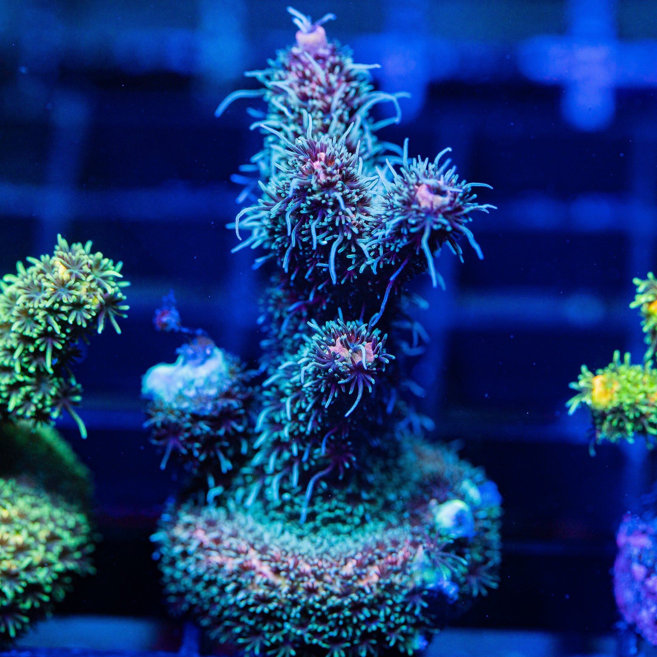 Acropora Frag 3A - WYSIWYG Reef Lounge Coral 