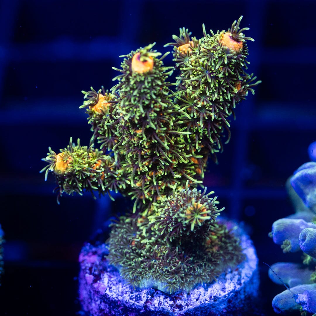 Acropora Frag 5A - WYSIWYG Reef Lounge Coral 