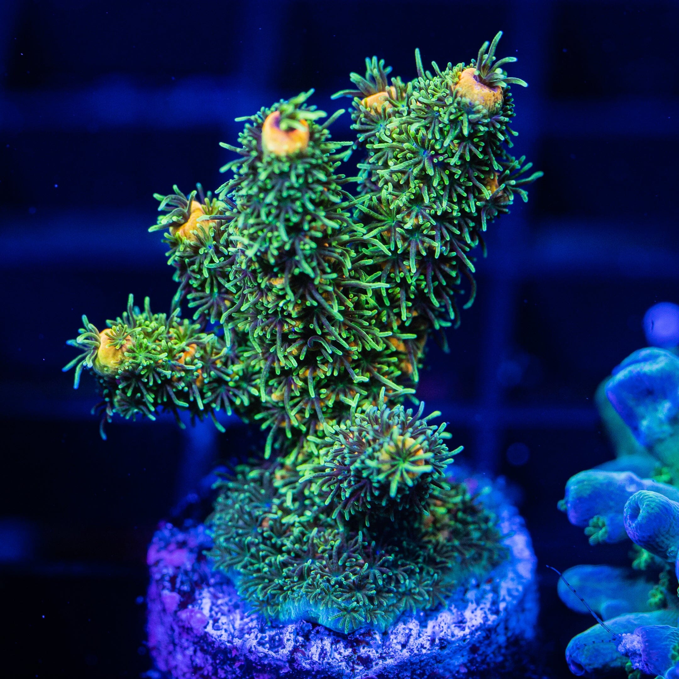 Acropora Frag 5A - WYSIWYG Reef Lounge Coral 