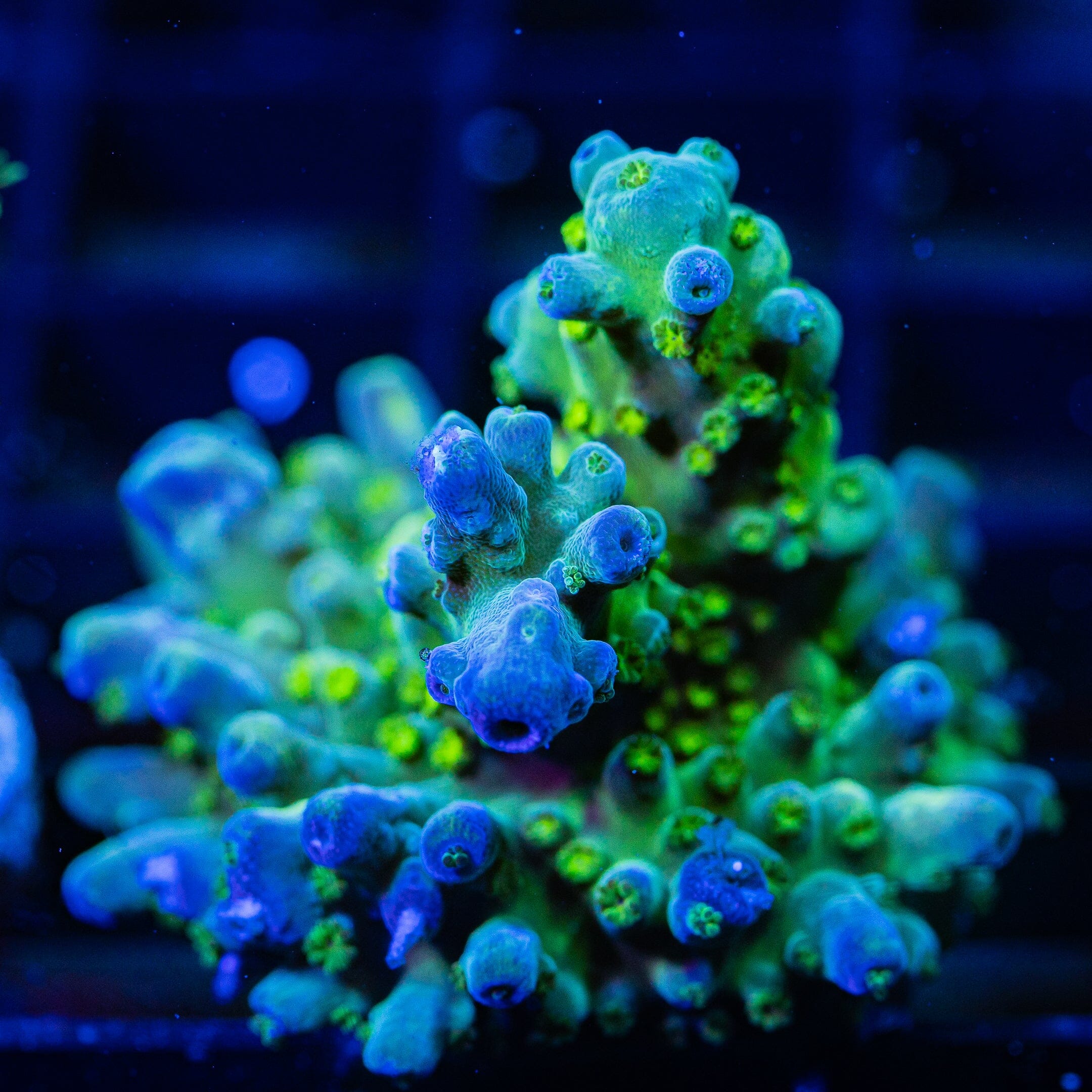Acropora Frag 6A - WYSIWYG Reef Lounge Coral 
