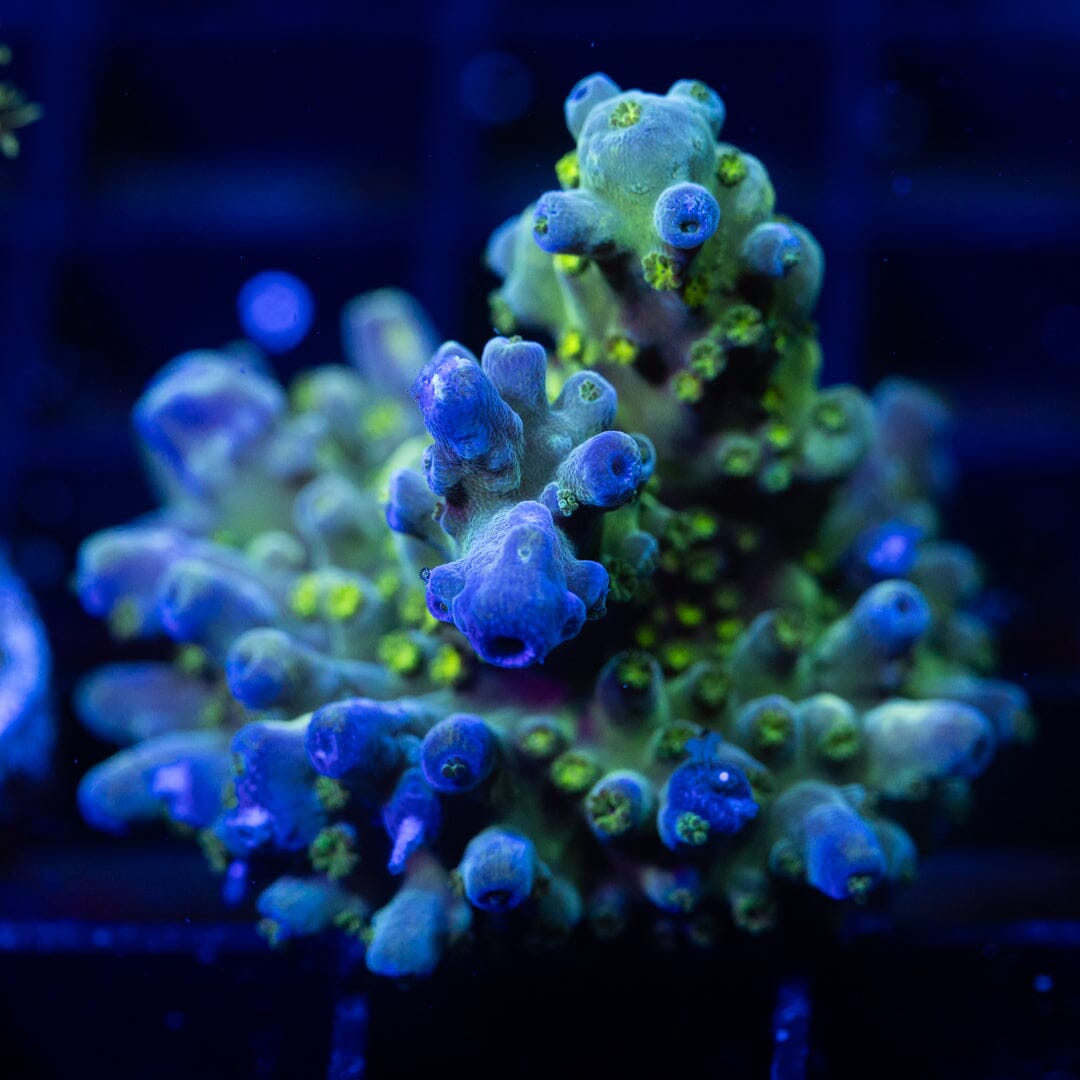 Acropora Frag 6A - WYSIWYG Reef Lounge Coral 