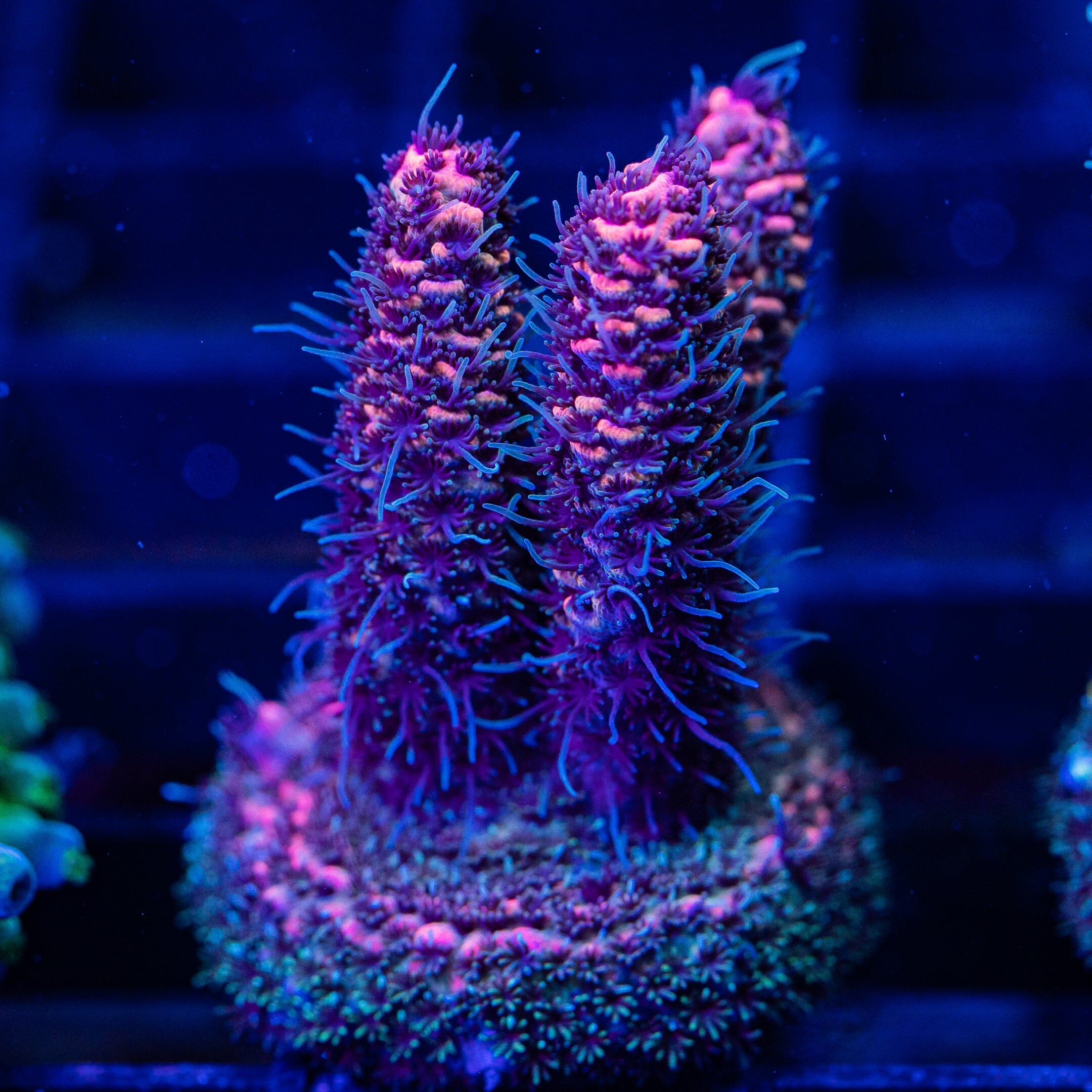 Acropora Frag 8A - WYSIWYG Reef Lounge Coral 