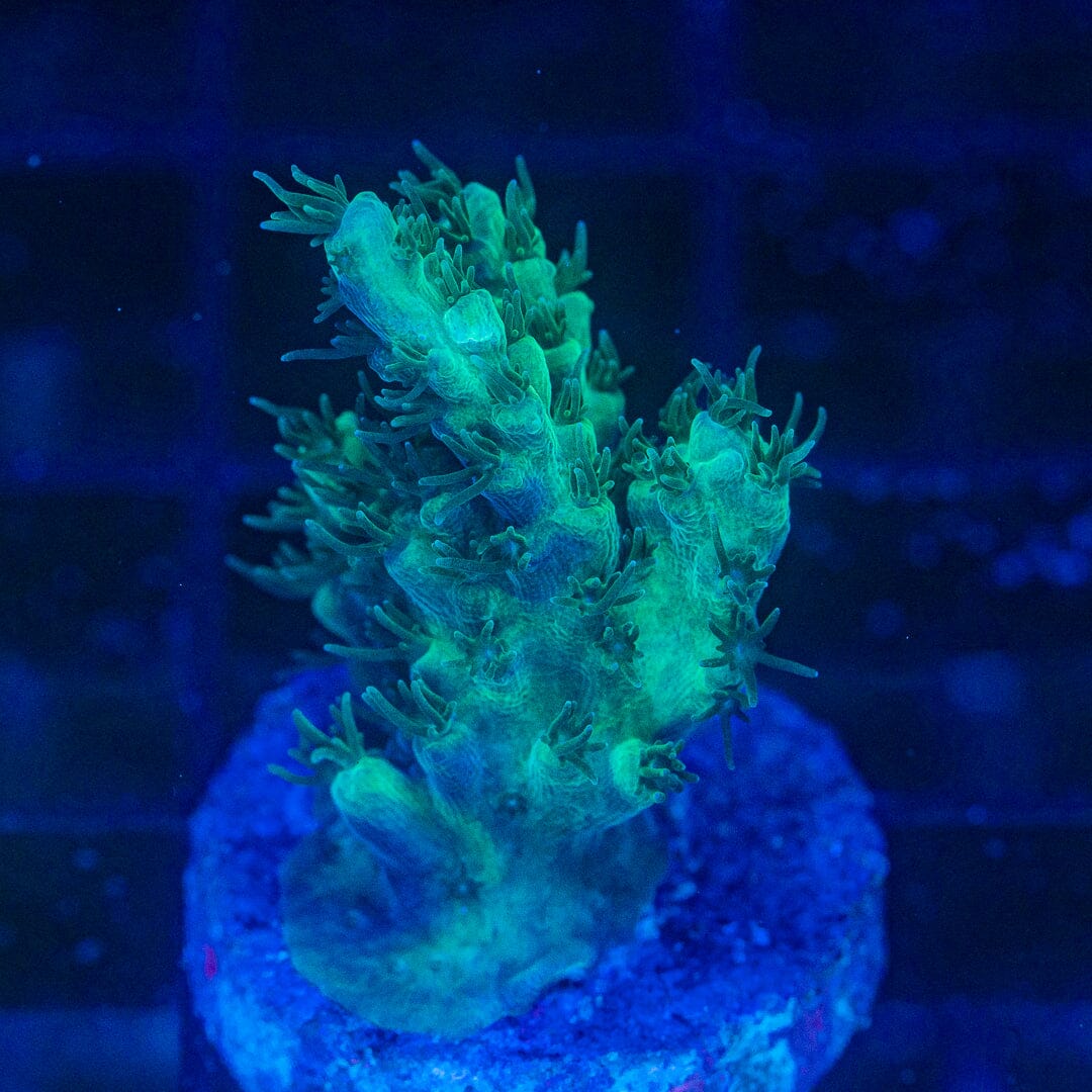 Acropora Frag - WYSIWYG Reef Lounge Coral 