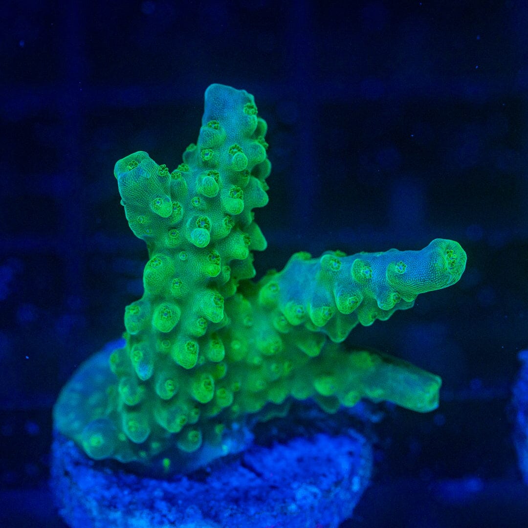 Acropora Frag - WYSIWYG Reef Lounge Coral 