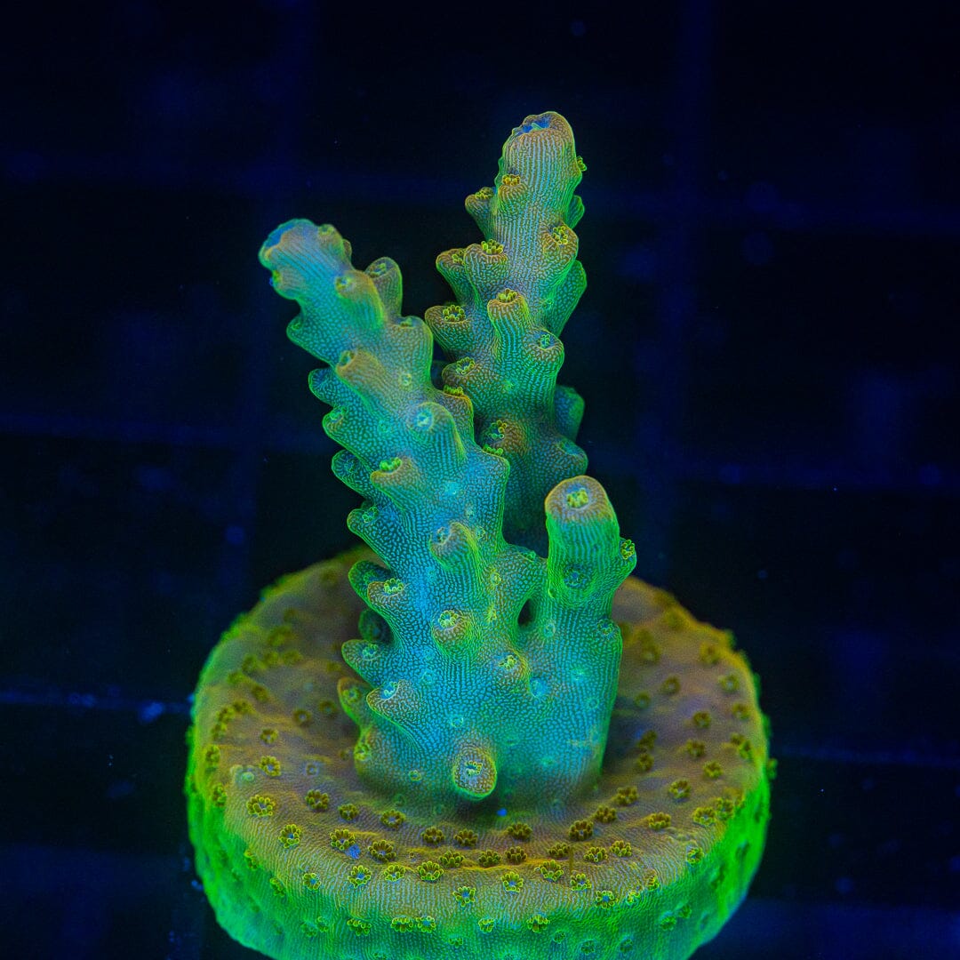 Acropora Frag - WYSIWYG Reef Lounge Coral 