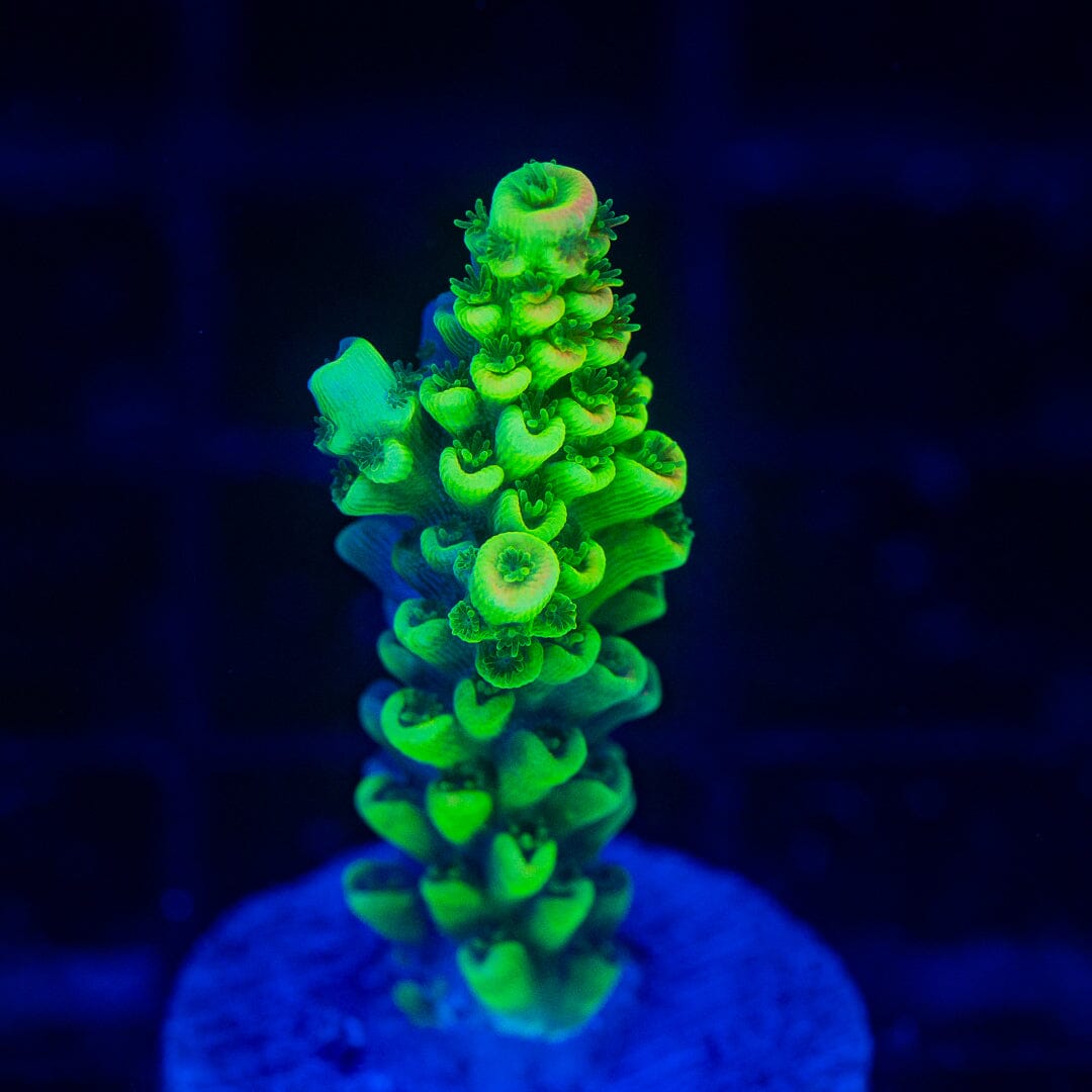 Acropora Frag - WYSIWYG Reef Lounge Norco 