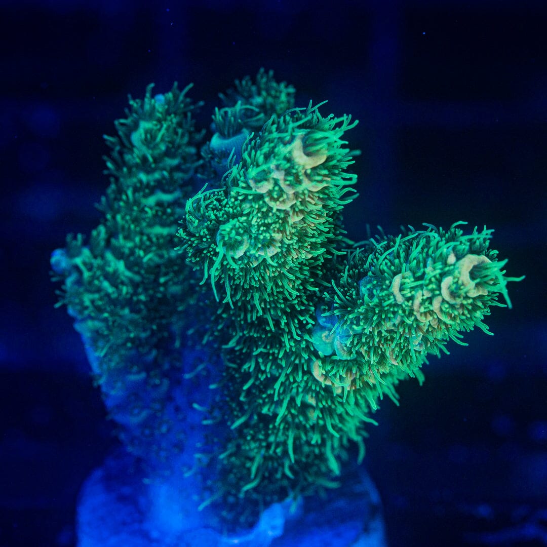 Acropora Frag - WYSIWYG Reef Lounge Norco 