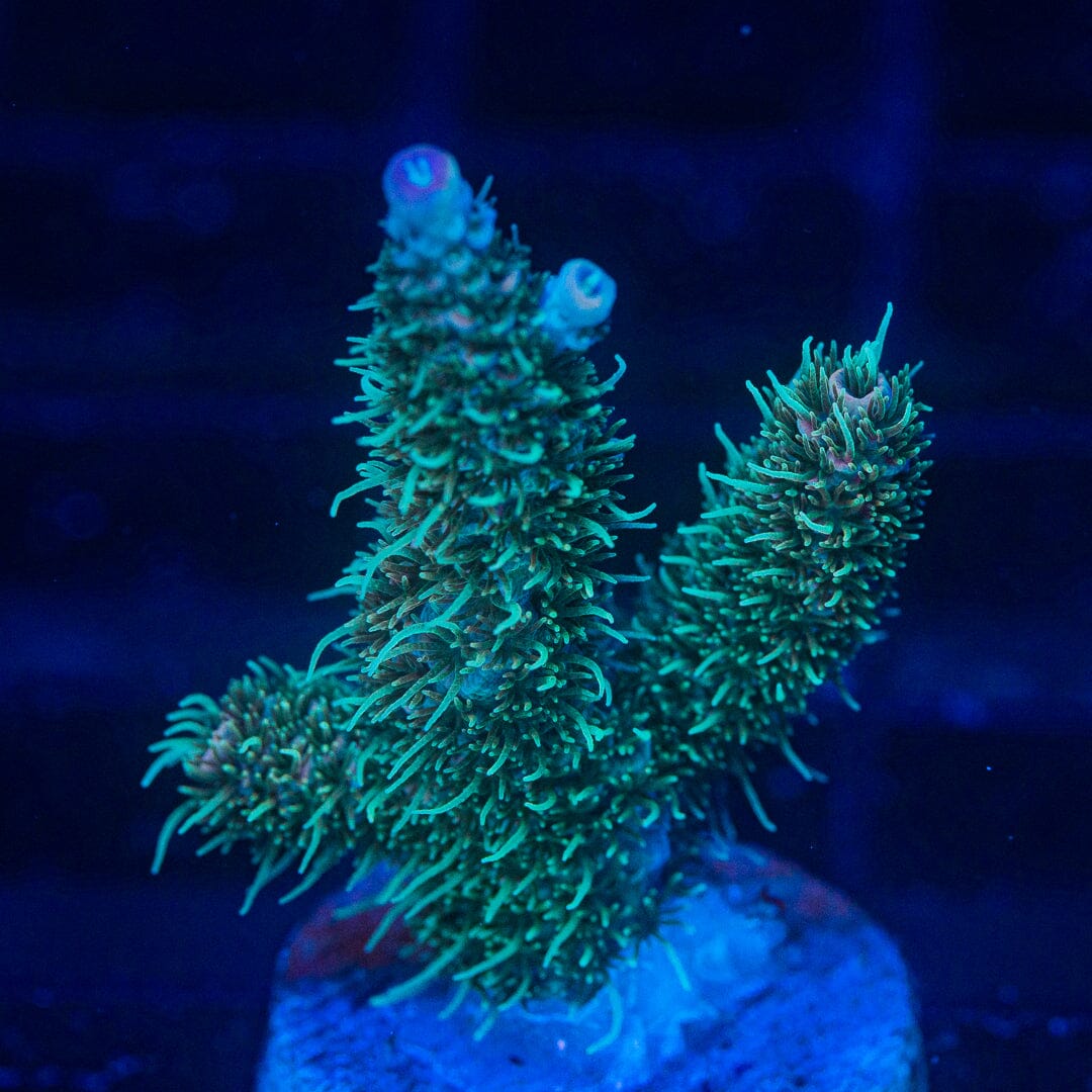 Acropora Frag - WYSIWYG Reef Lounge Norco 