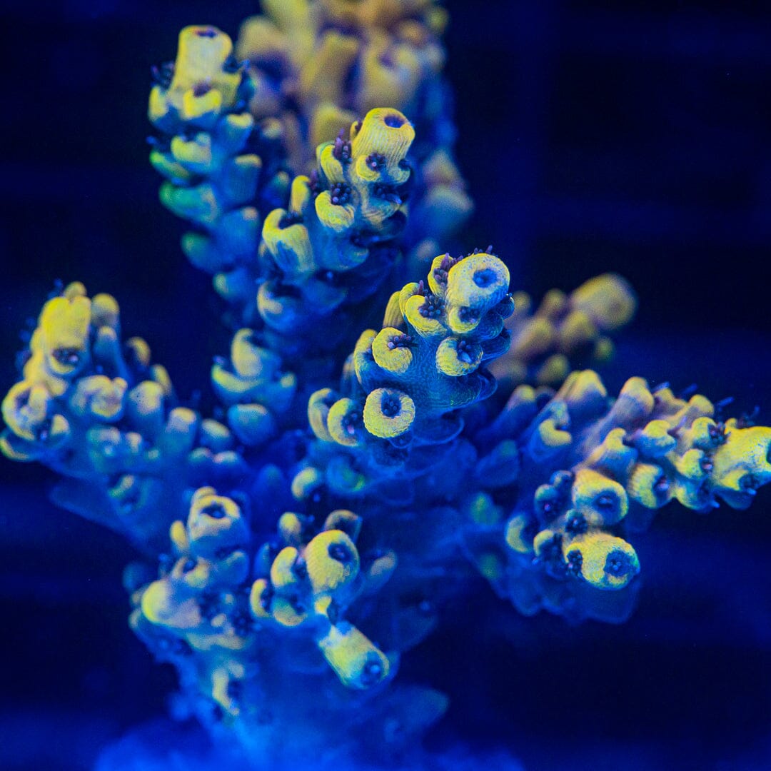 Acropora Frag - WYSIWYG Reef Lounge Norco 