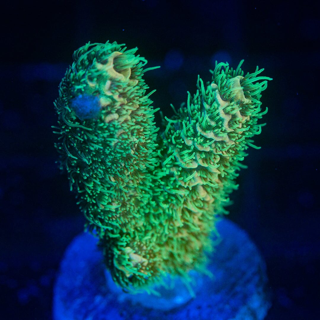 Acropora Frag - WYSIWYG Reef Lounge Norco 