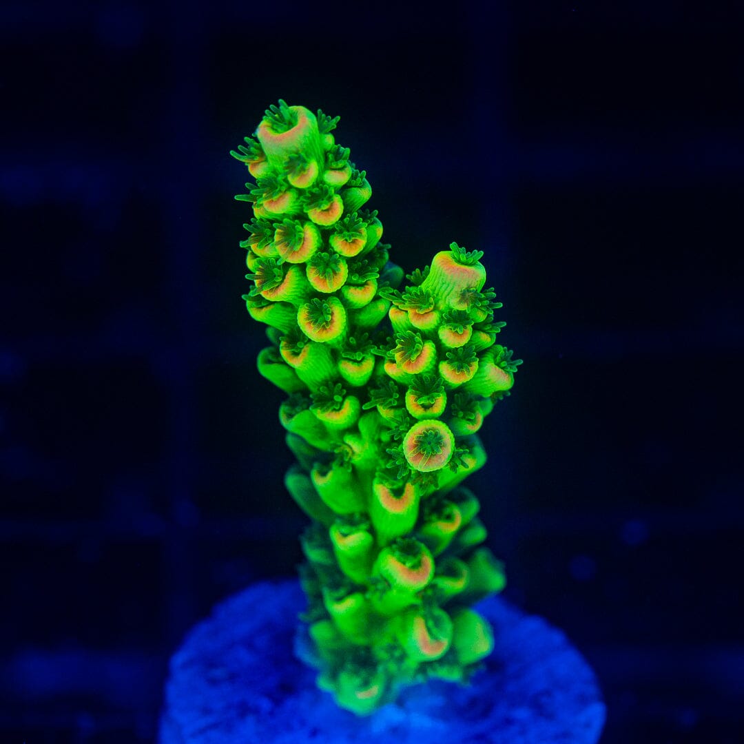 Acropora Frag - WYSIWYG Reef Lounge Norco 