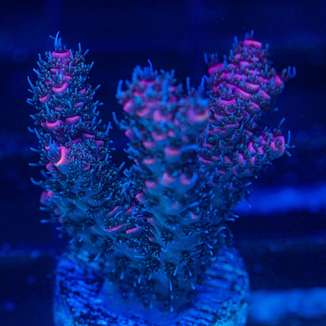 Acropora Frag - WYSIWYG Reef Lounge Norco 