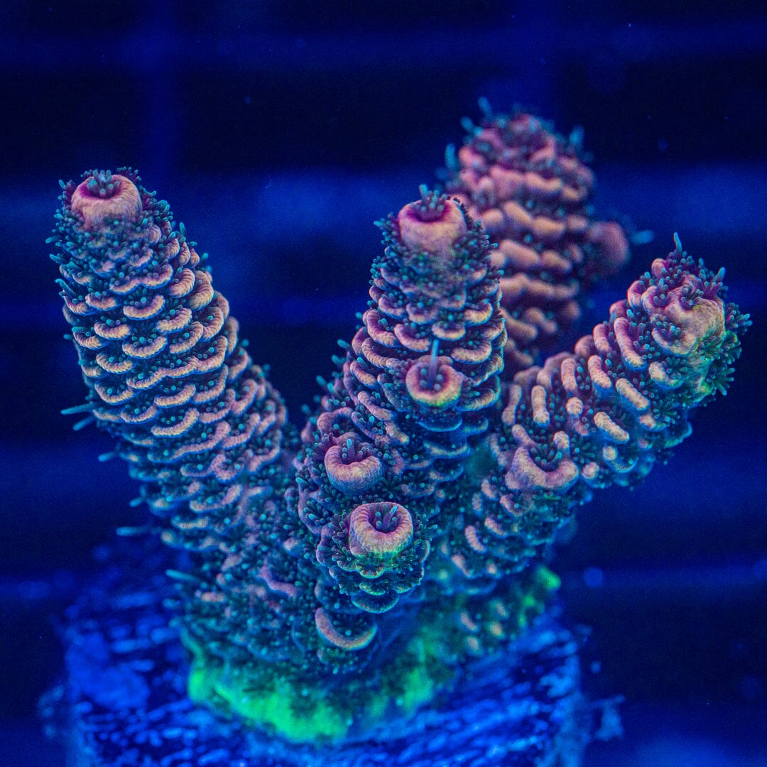 Acropora Frag - WYSIWYG Reef Lounge Norco 