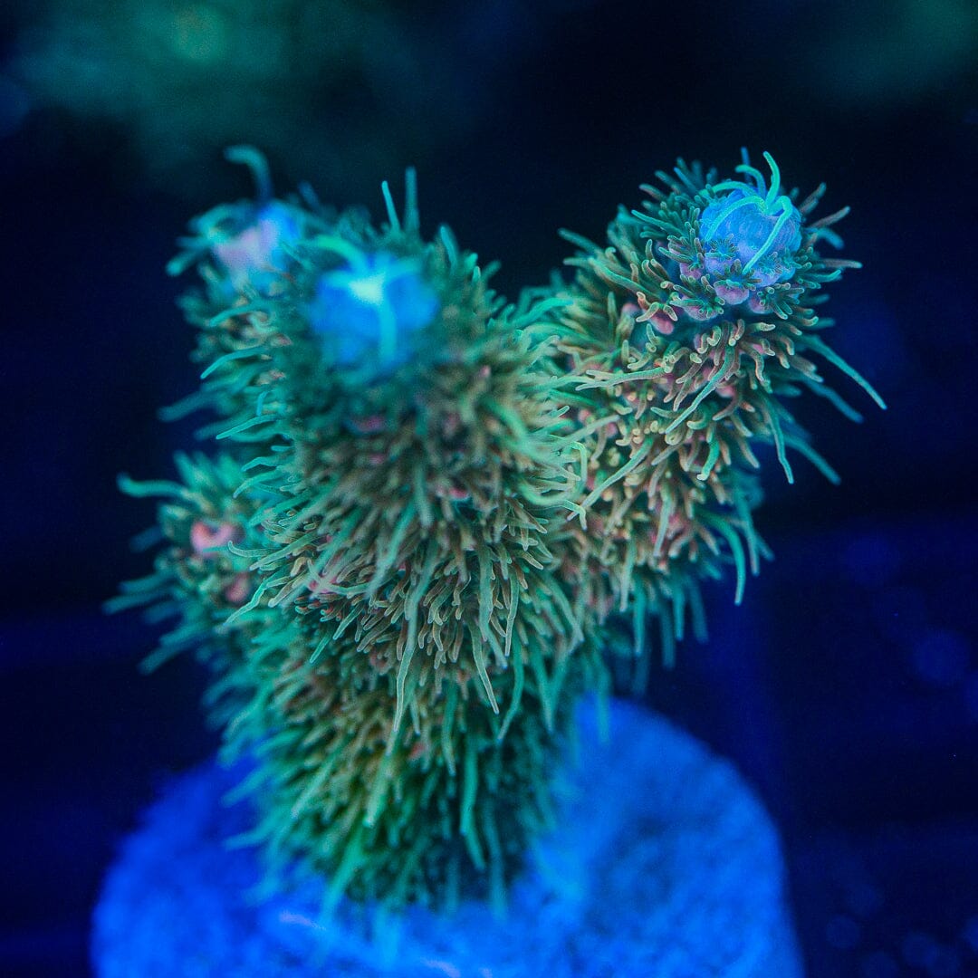 Acropora Frag - WYSIWYG Reef Lounge Norco 