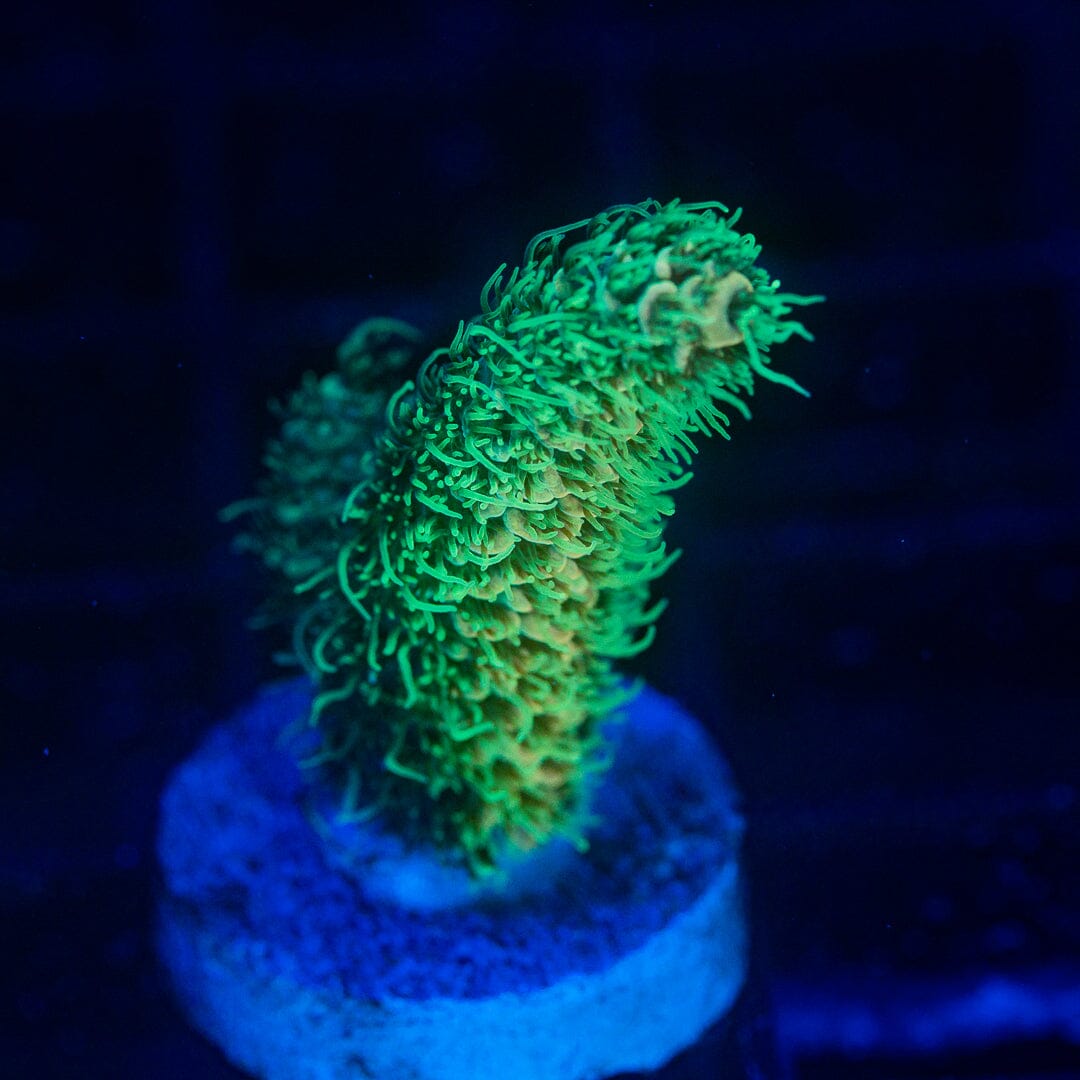 Acropora Frag - WYSIWYG Reef Lounge Norco 