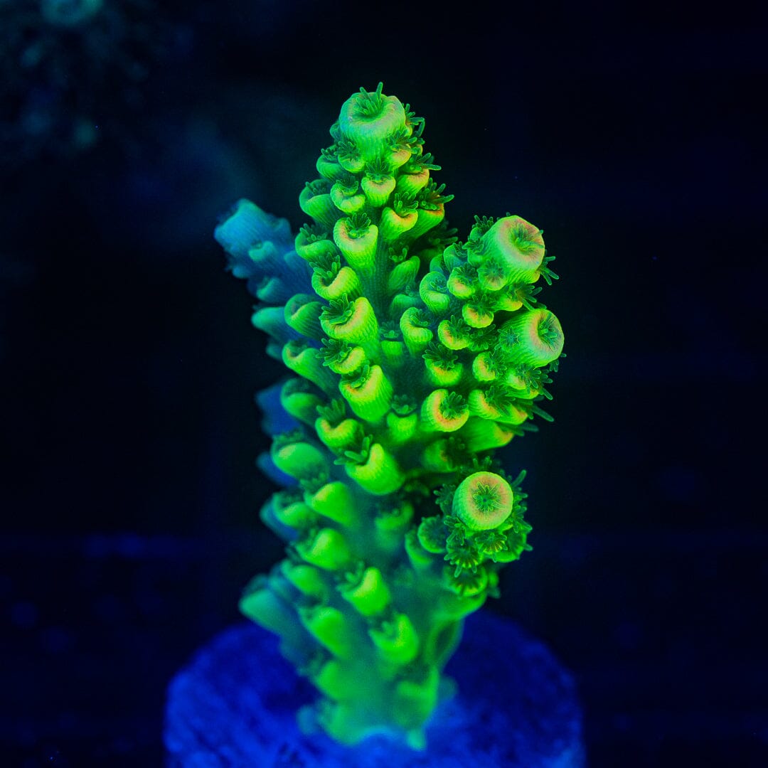 Acropora Frag - WYSIWYG Reef Lounge Norco 