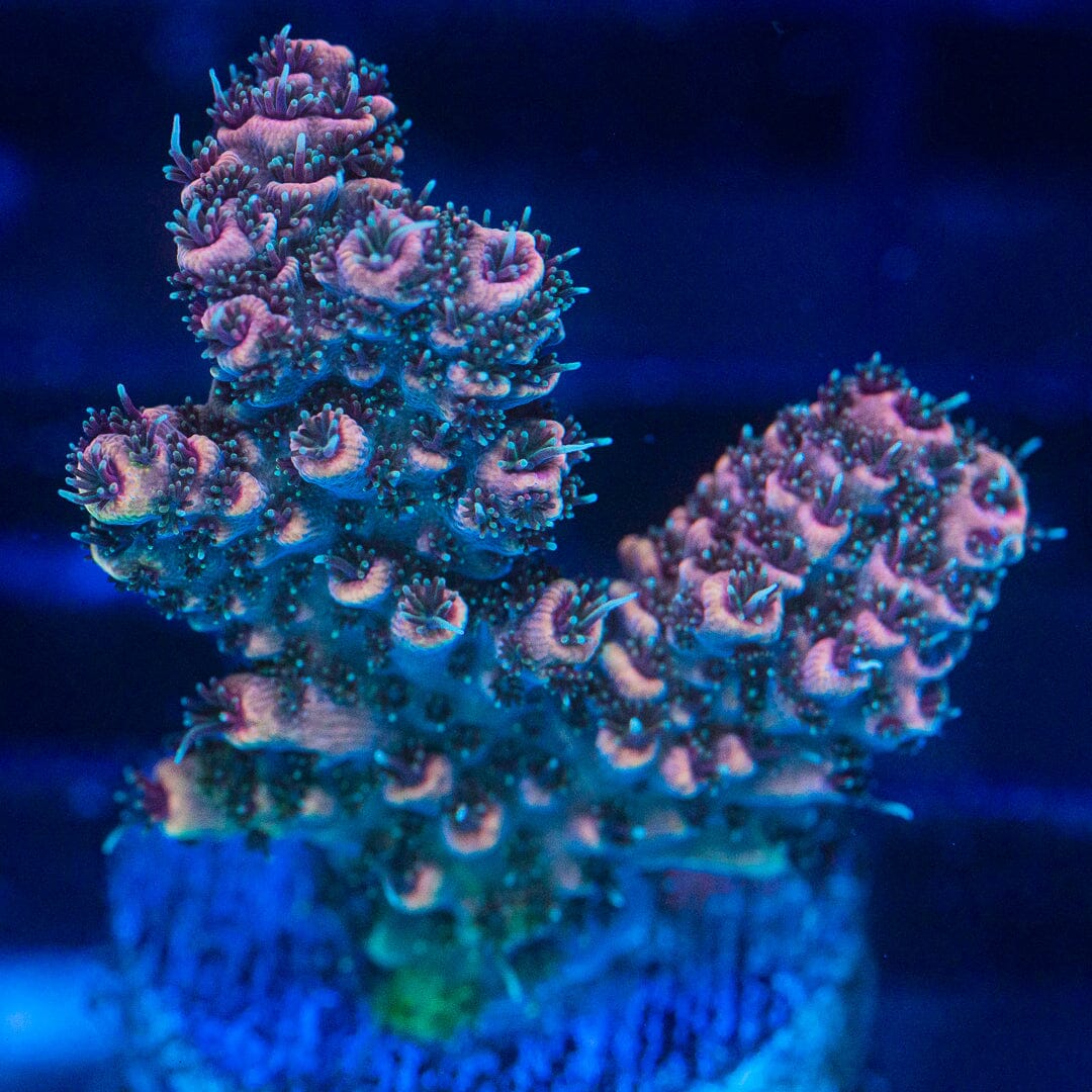 Acropora Frag - WYSIWYG Reef Lounge Norco 